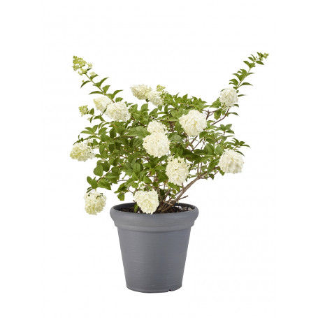 MD GARDEN VASO ANTICO GRIGIO ANTRACITE - MD WebStore