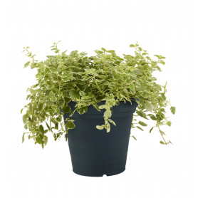 MD GARDEN VASO ANTICO GRIGIO ANTRACITE - MD WebStore