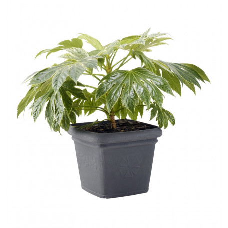 MD GARDEN VASO ANTICO QUADRATO ANTRACITE E GRIGIO - MD WebStore