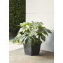 MD GARDEN VASO ANTICO QUADRATO ANTRACITE E GRIGIO - MD WebStore